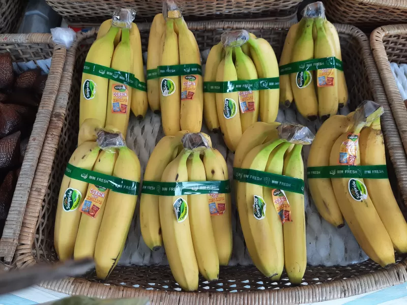 Pisang Canvendish Lokal